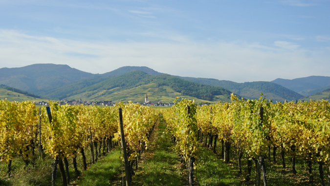 vineyards near Ammerschwihr